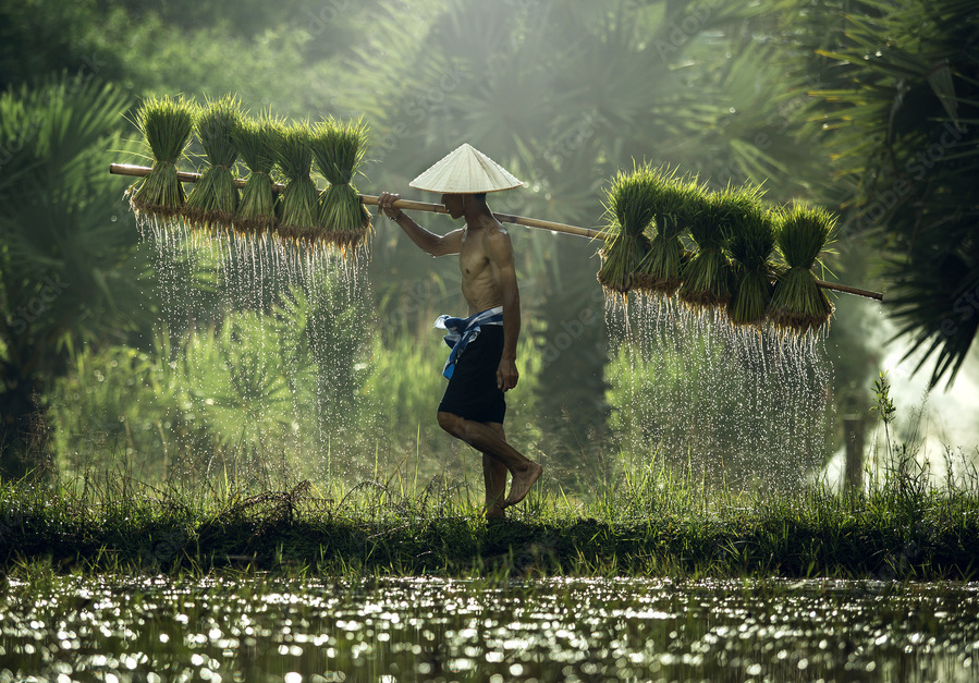 Rice harvest season